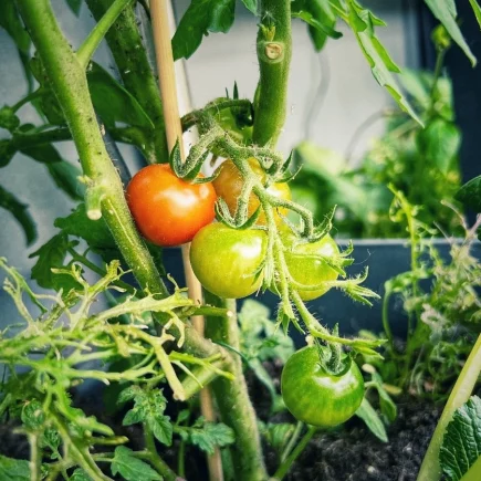 Tomaten der Kartoffeltomate