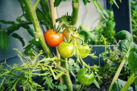 Tomaten der Kartoffeltomate