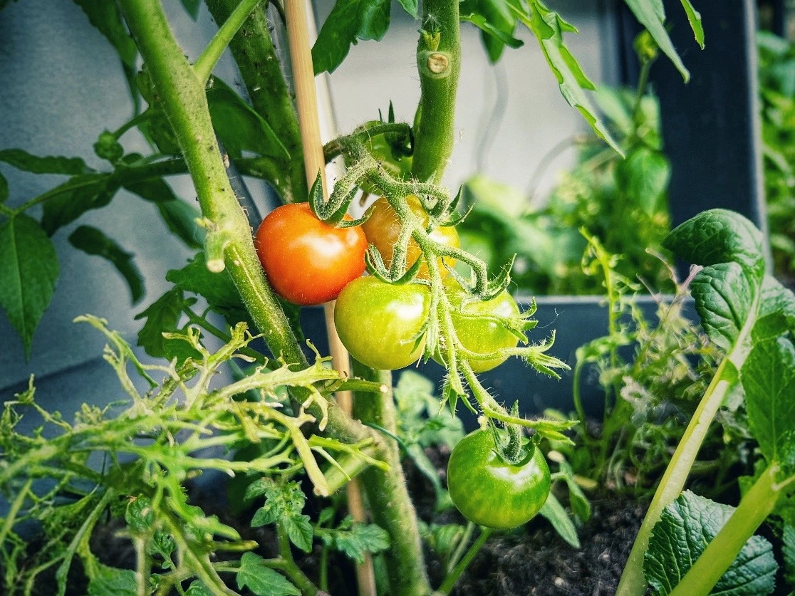 Tomaten der Kartoffeltomate