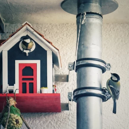 Kohlmeisen am Nistkasten