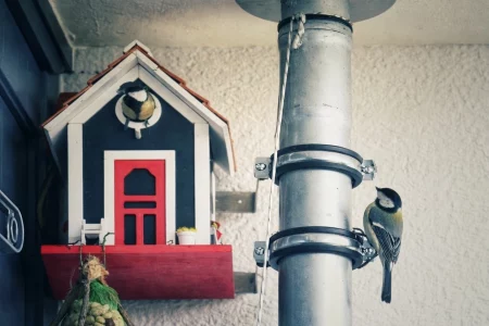 Kohlmeisen am Nistkasten