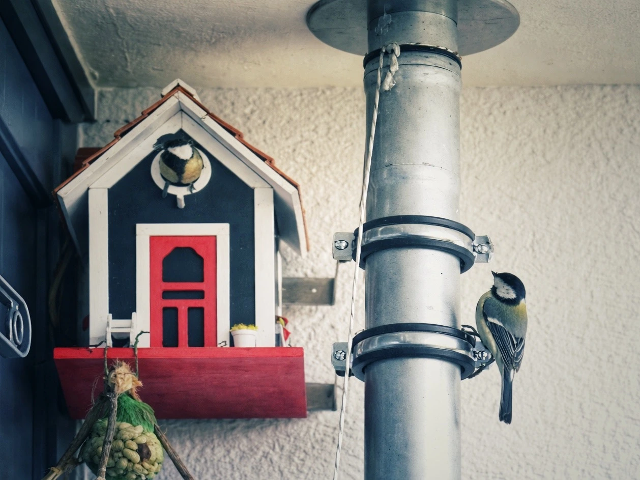 Kohlmeisen am Nistkasten