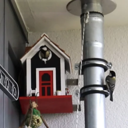 Kohlmeisen am Nistkasten