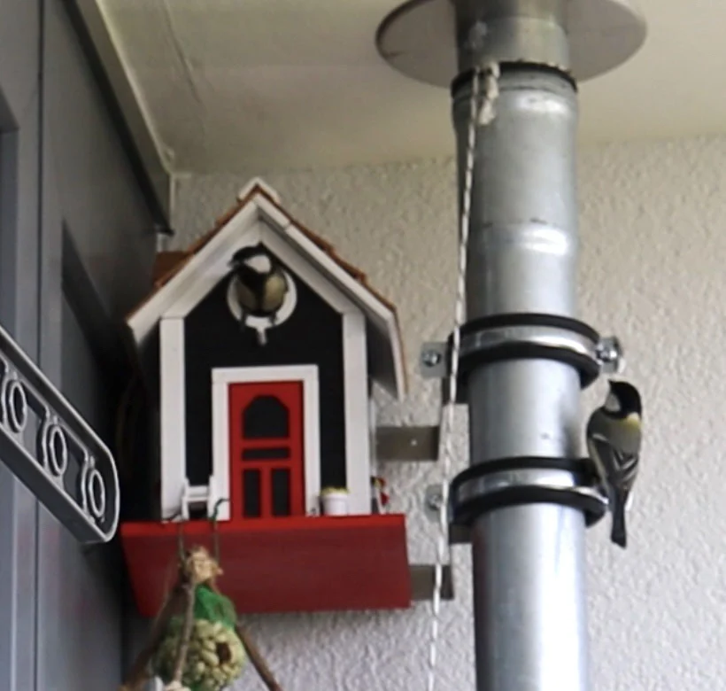 Kohlmeisen am Nistkasten