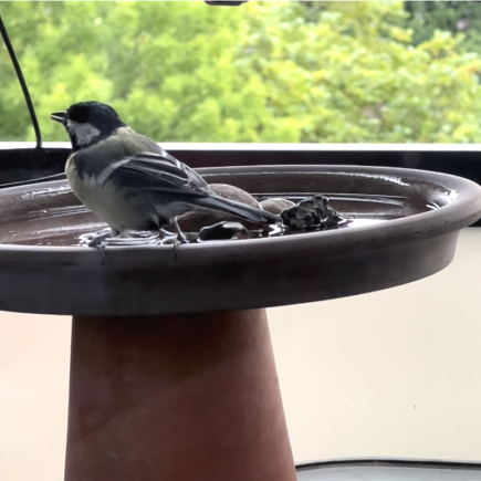 Kohlmeise an der Vogeltränke
