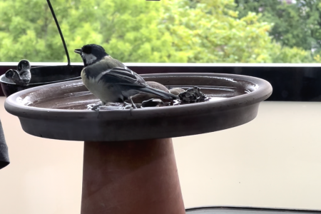 Kohlmeise an der Vogeltränke