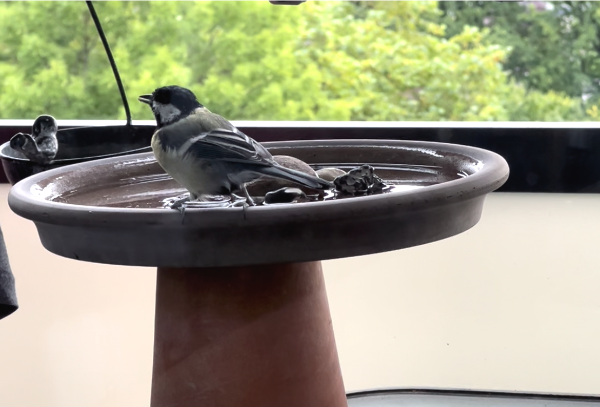 Kohlmeise an der Vogeltränke