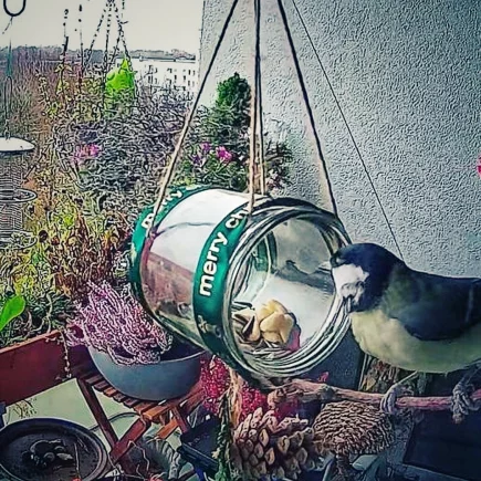 Vogel am Futterplatz