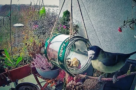 Vogel am Futterplatz