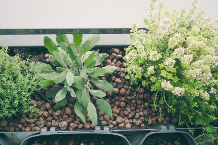 Kräutergarten auf dem Balkon