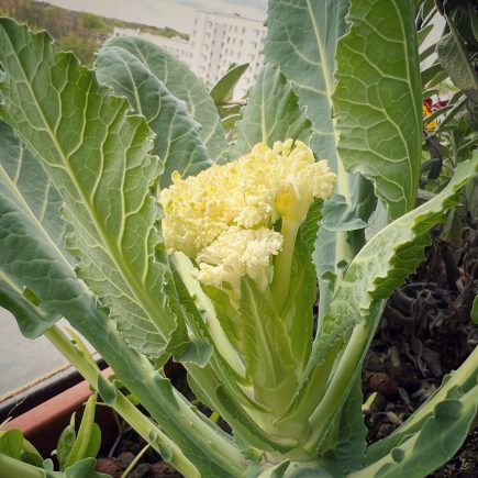 Sprossenblumenkohl