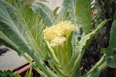 Sprossenblumenkohl