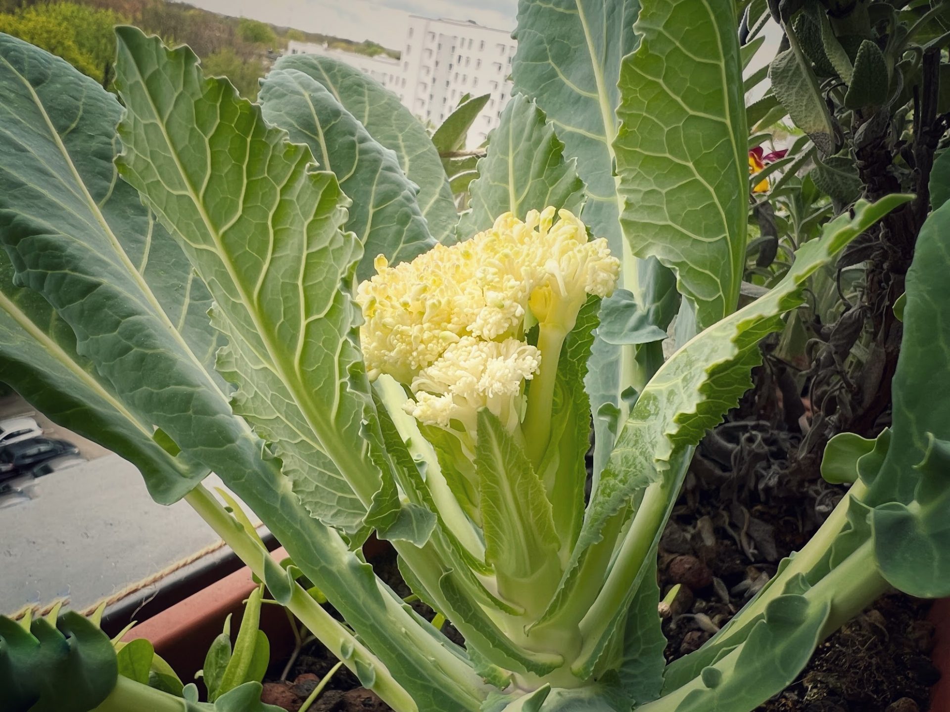 Sprossenblumenkohl