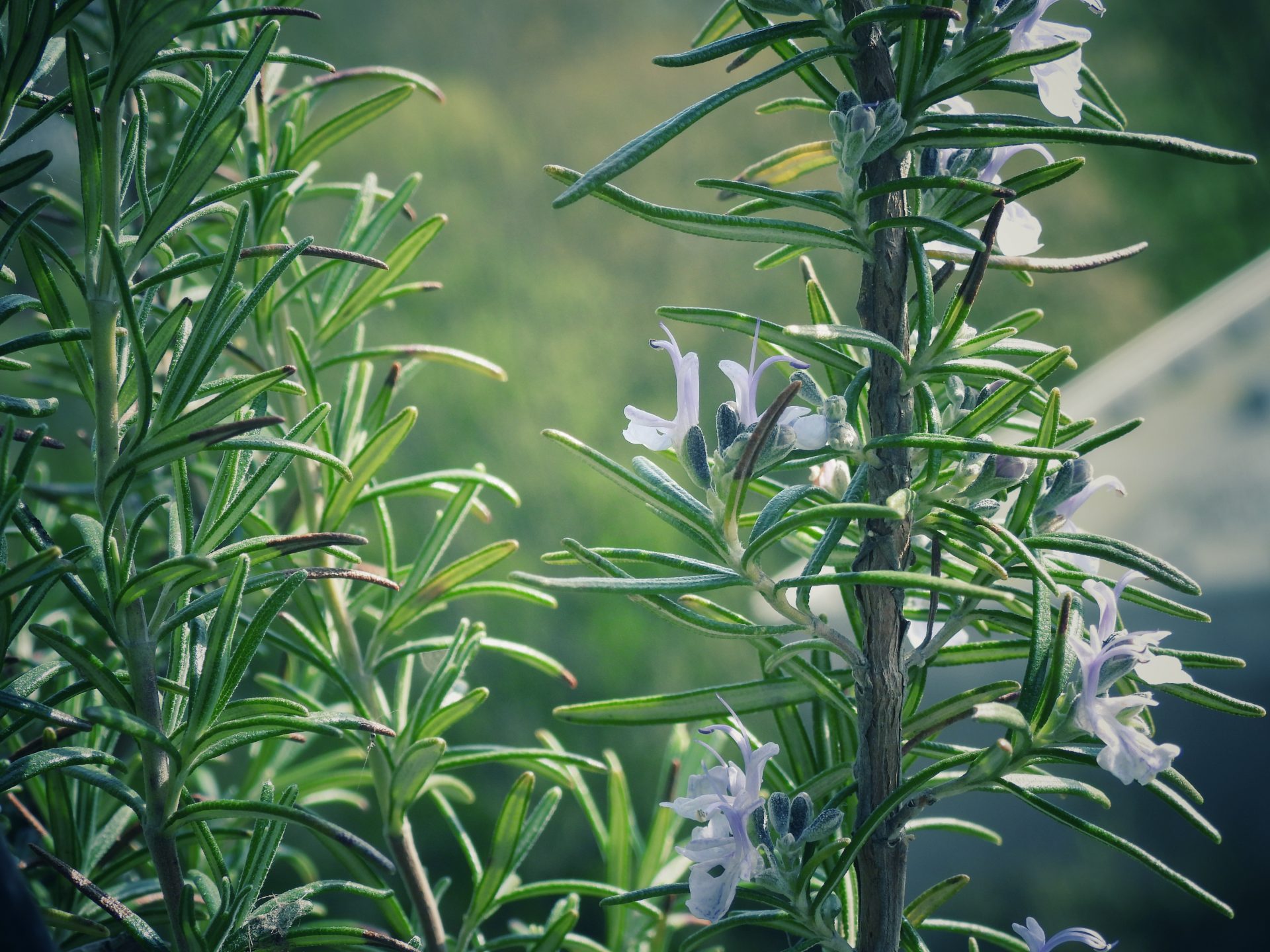 Rosmarin mit Blüten