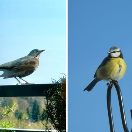 Vögel auf dem Balkon