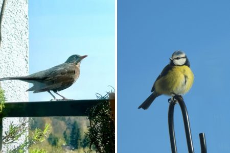 Vögel auf dem Balkon