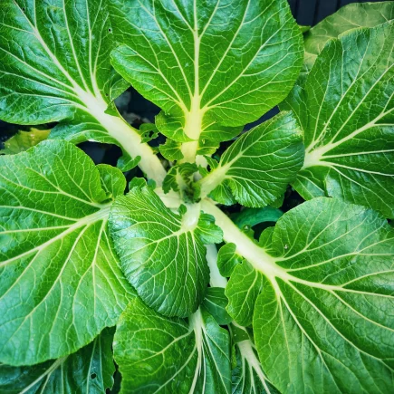 Pak Choi