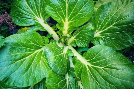 Pak Choi