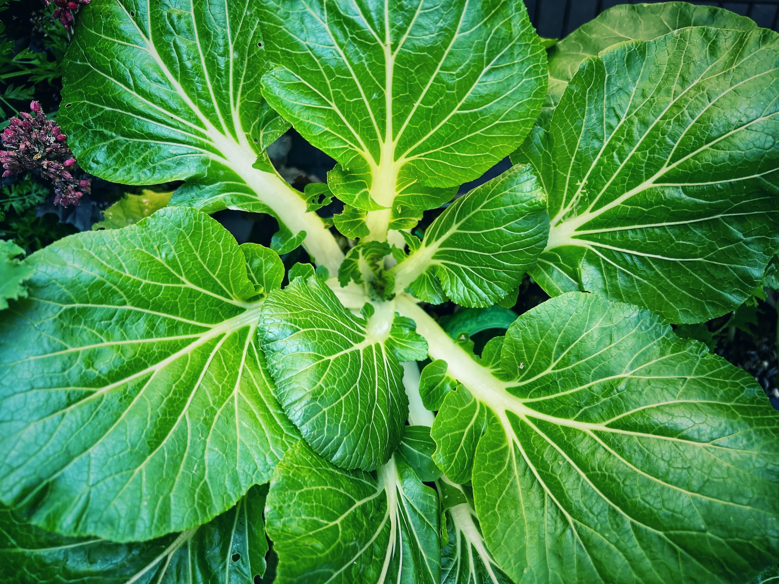 Pak Choi