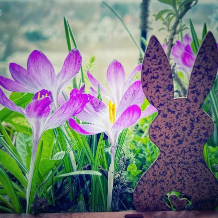 Frühlingserwachen auf dem Balkon