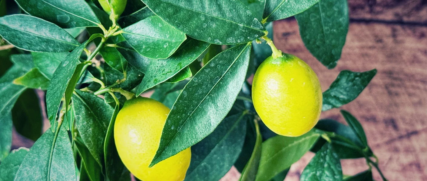 Limequat