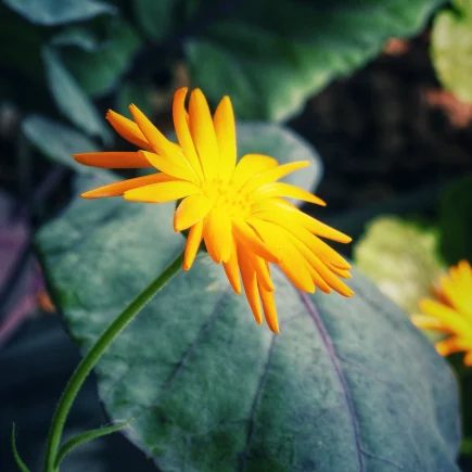 Ringelblume