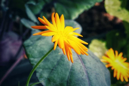 Ringelblume