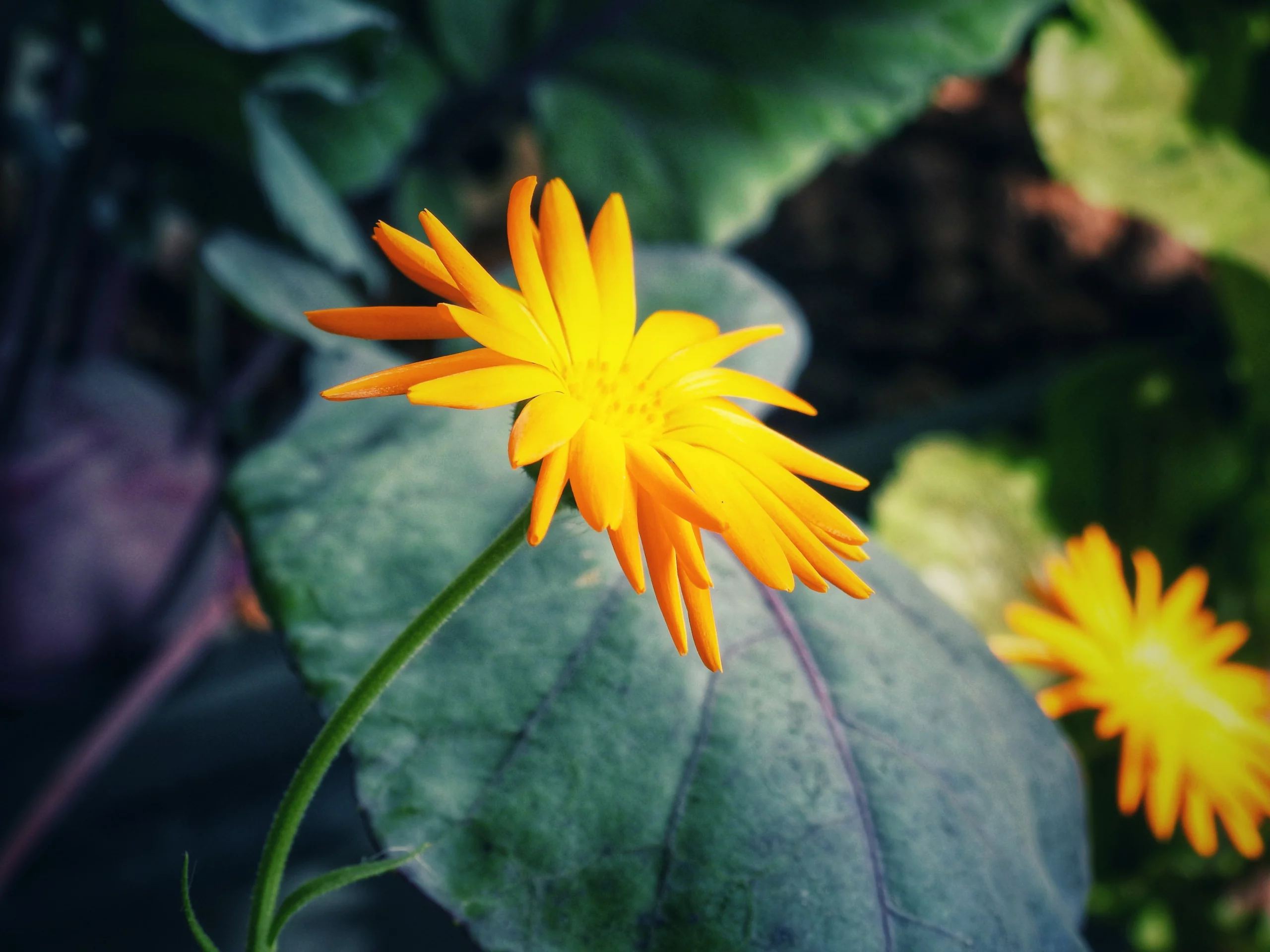 Ringelblume