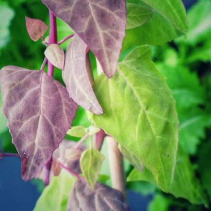 Rote und grüne Gartenmelde
