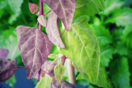 Rote und grüne Gartenmelde