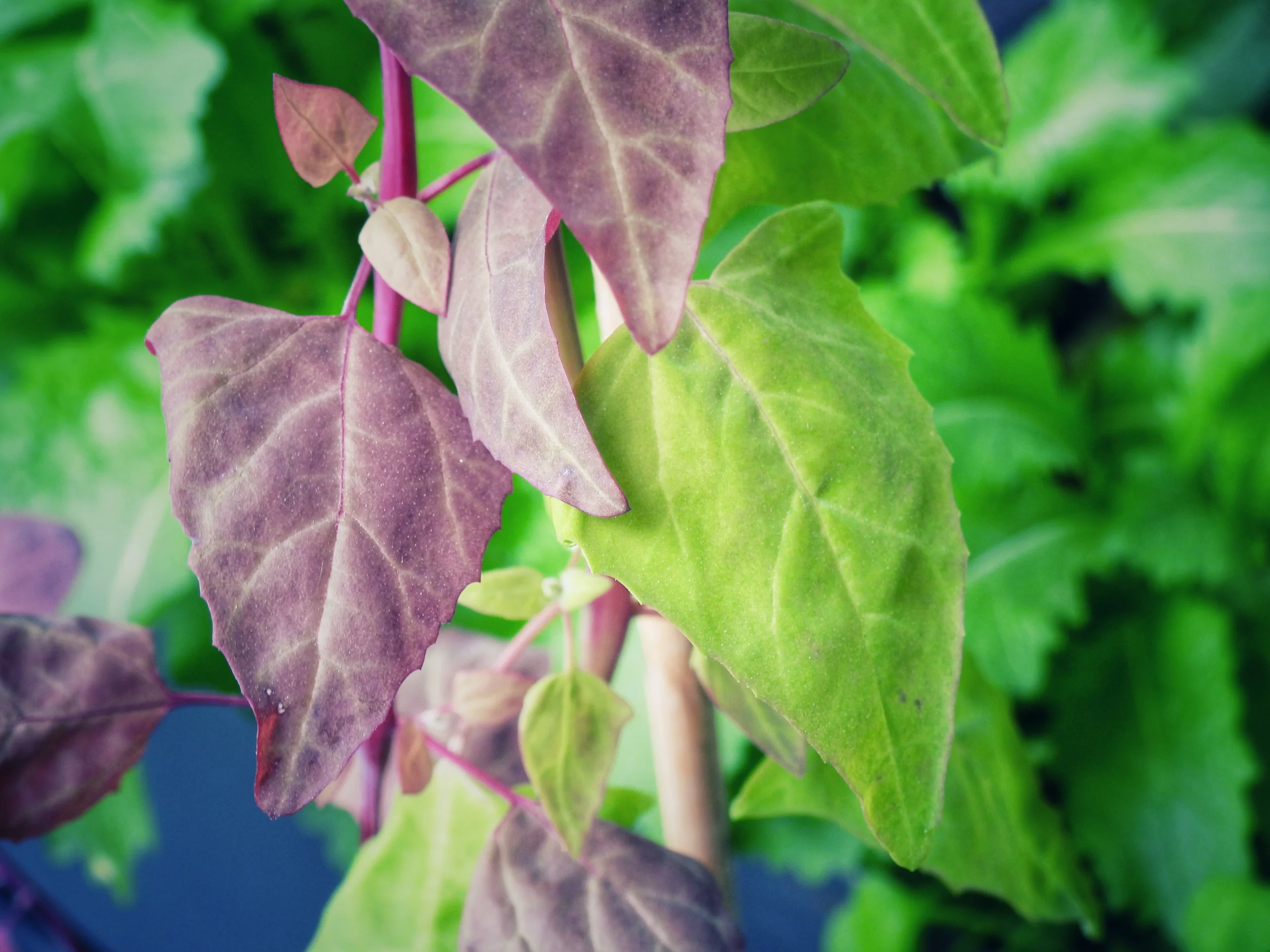 Rote und grüne Gartenmelde