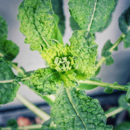 Kohl im Frühling mit Blütenansatz