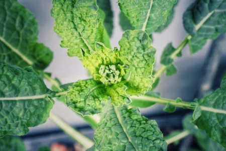 Kohl im Frühling mit Blütenansatz