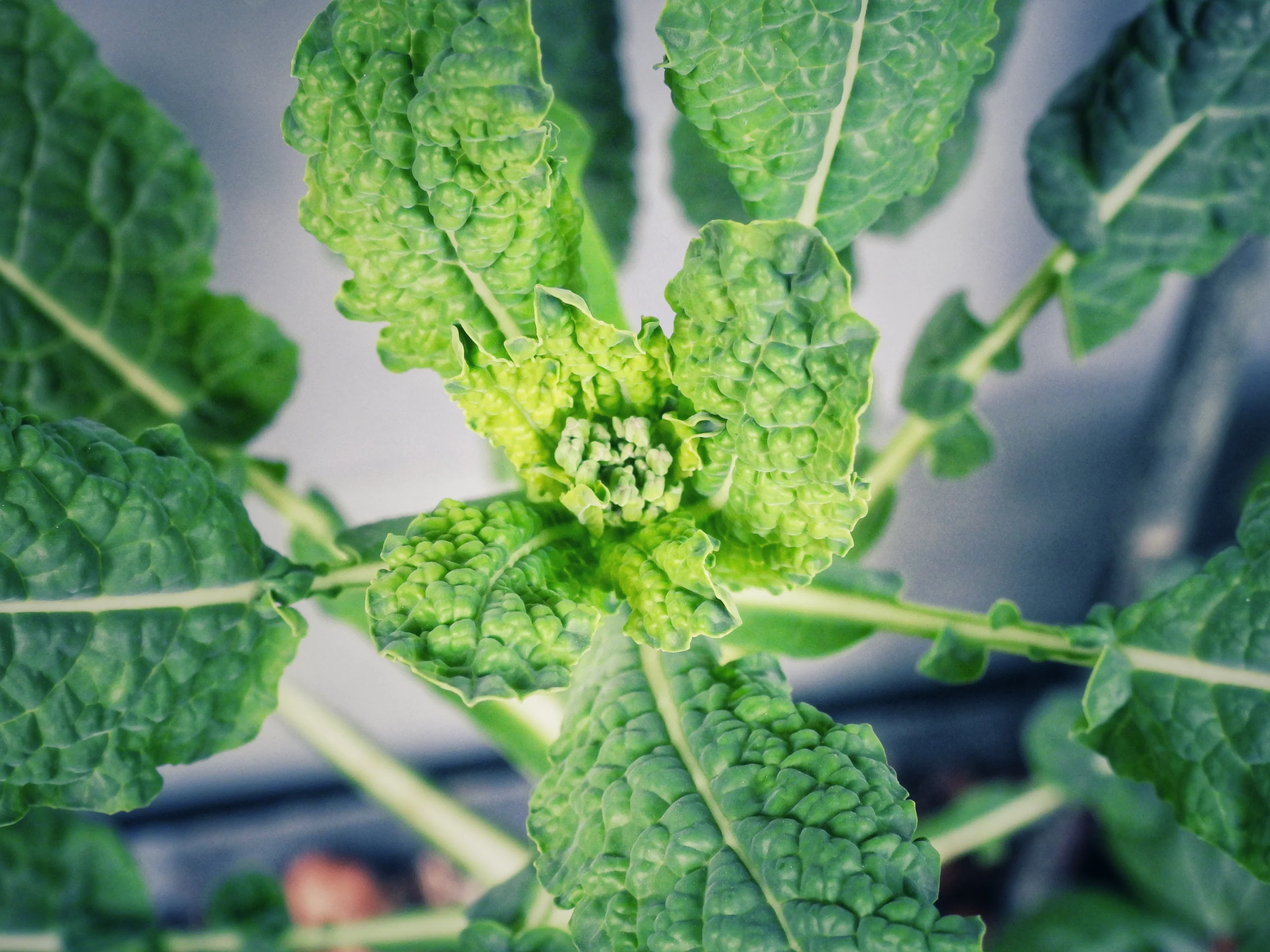 Kohl im Frühling mit Blütenansatz