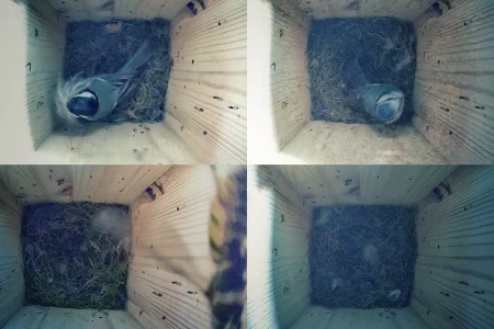 Der Nistkasten im Frühling