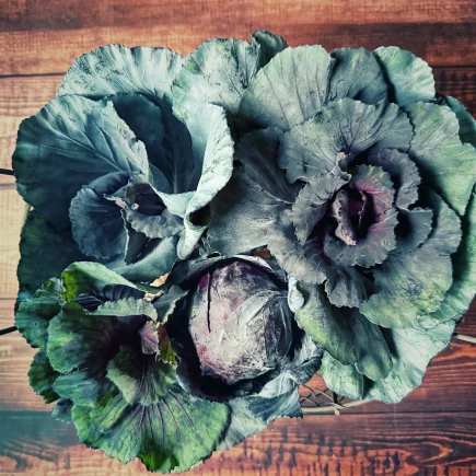 Geernteter Rotkohl