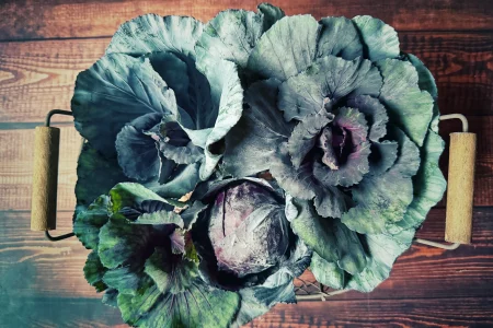 Geernteter Rotkohl