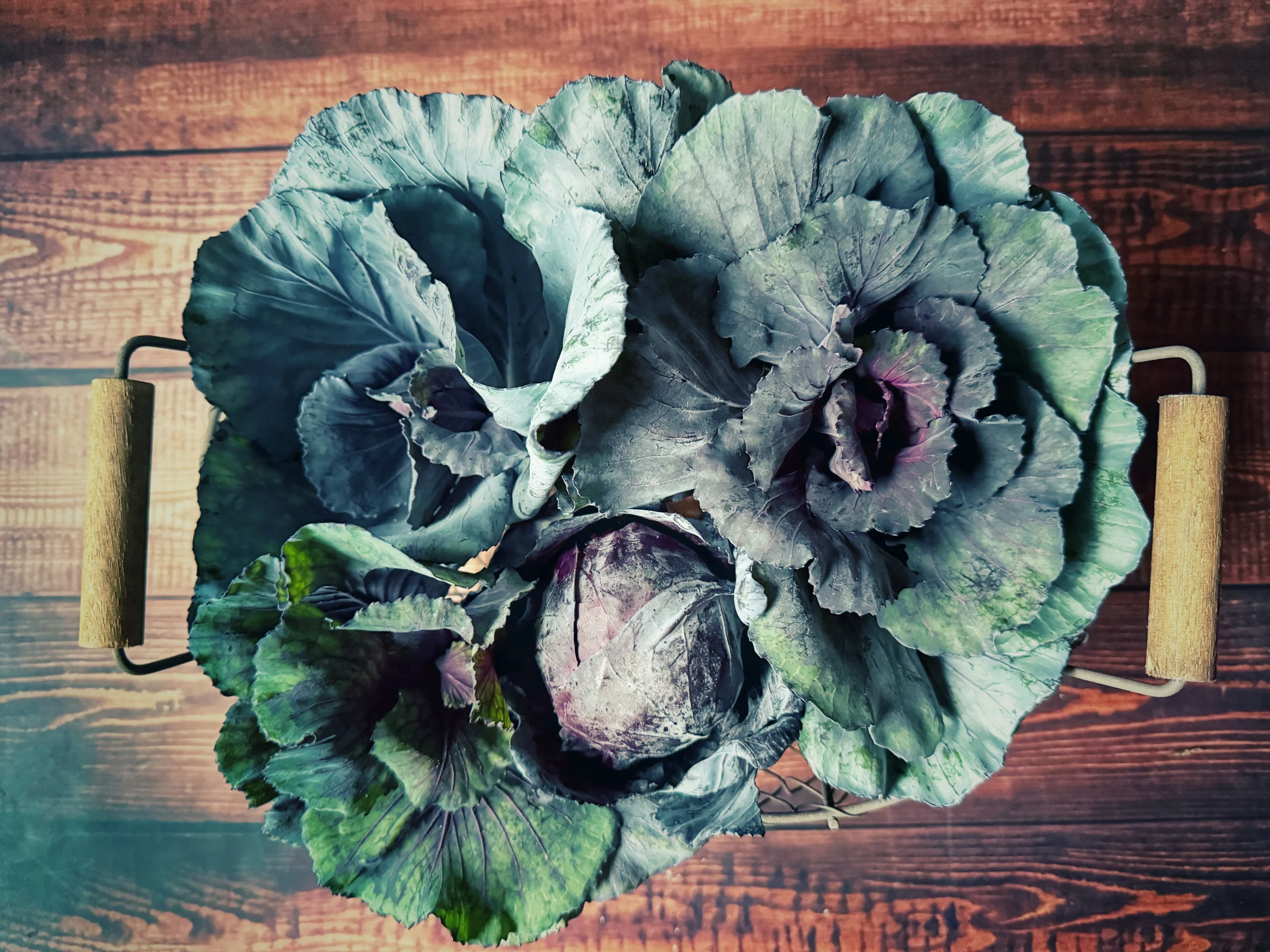 Geernteter Rotkohl