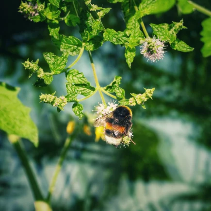 Hummel auf Minzblüte