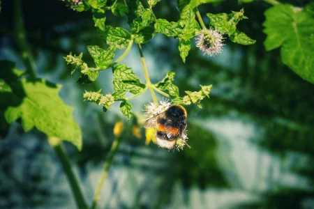 Hummel auf Minzblüte