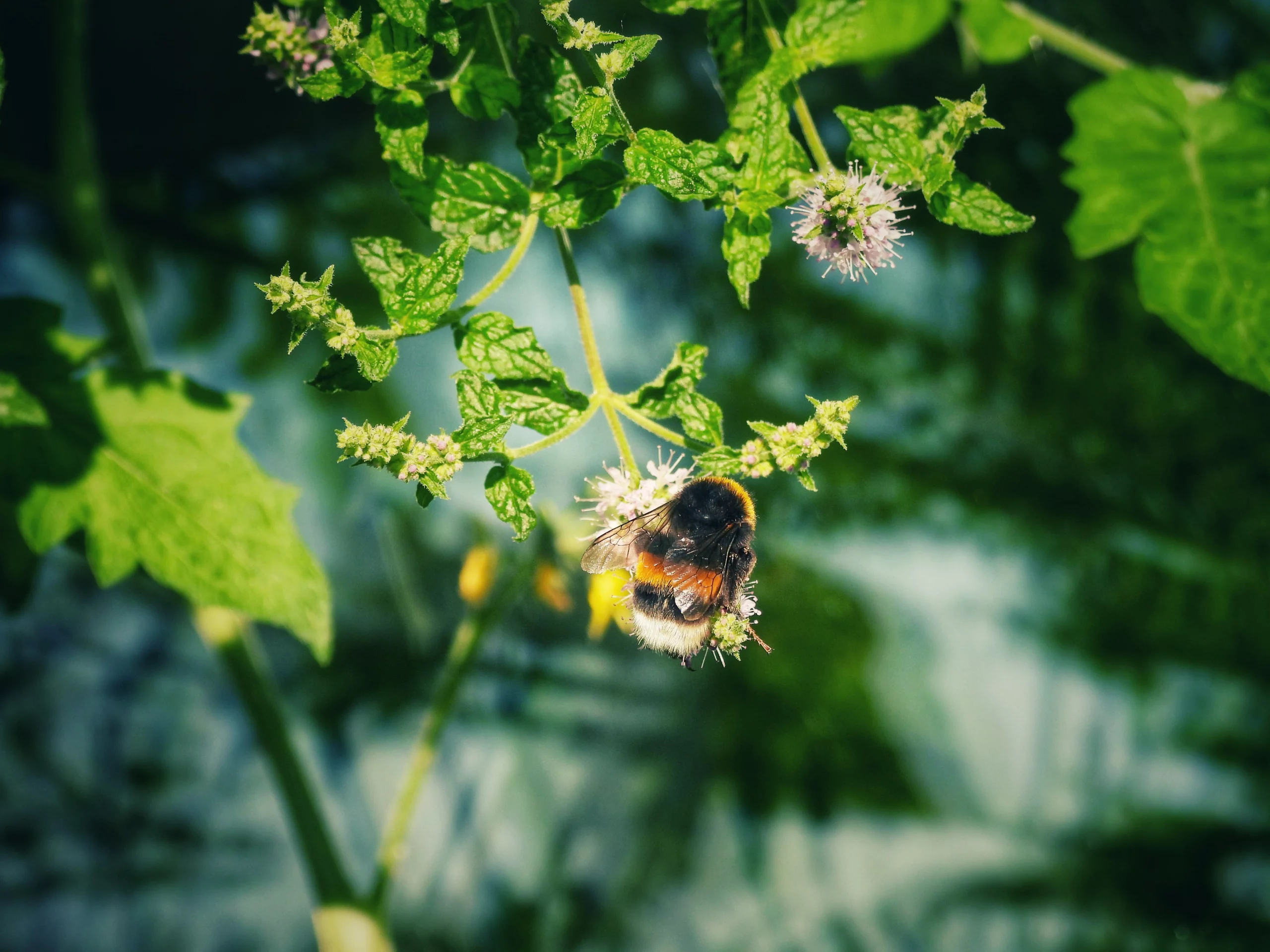 Hummel auf Minzblüte