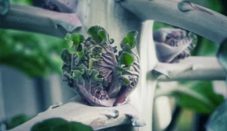 Flower Sprout