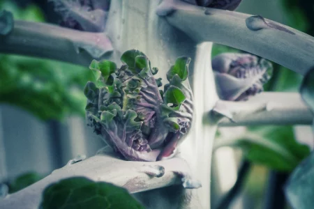 Flower Sprout