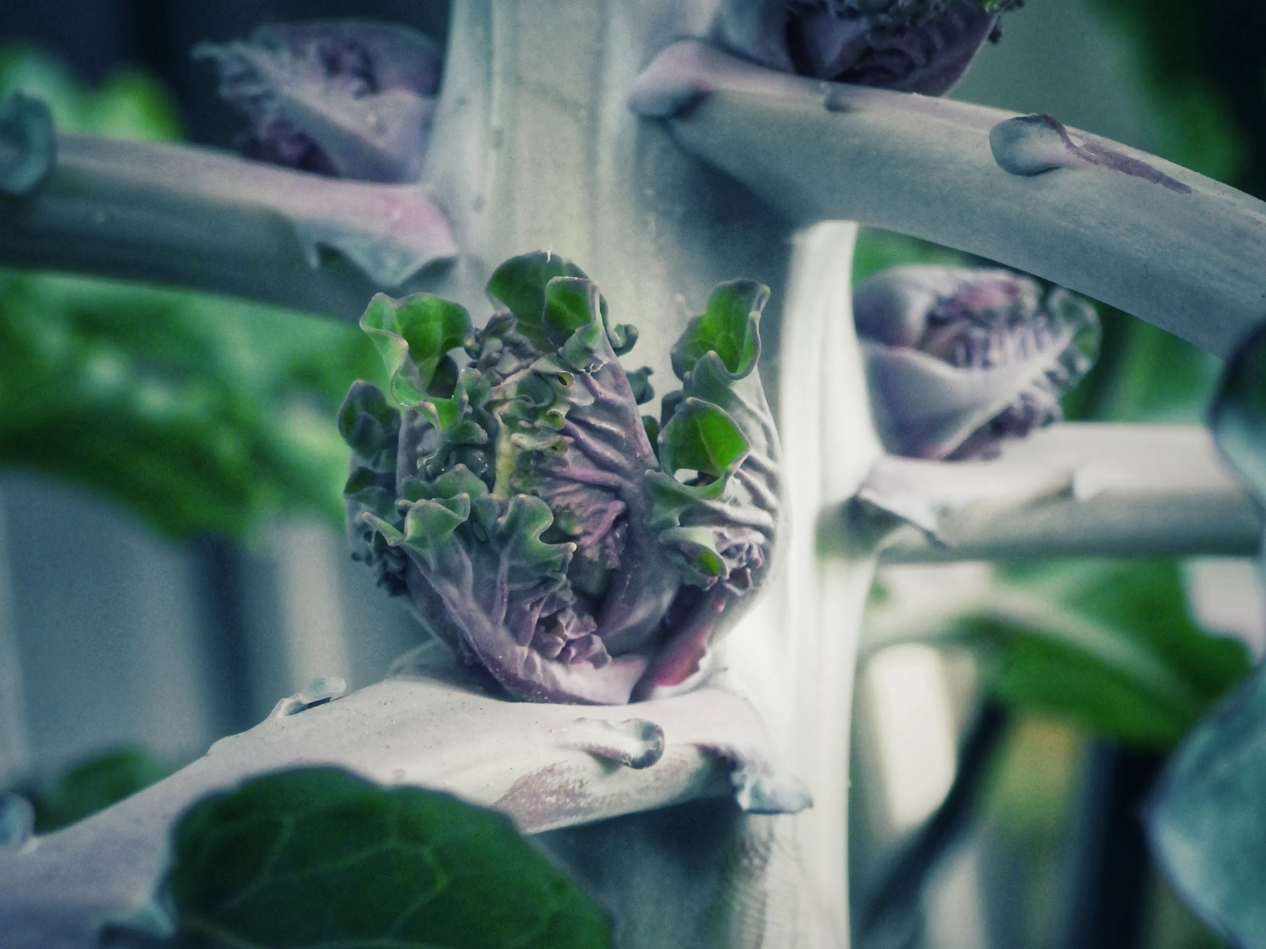 Flower Sprout