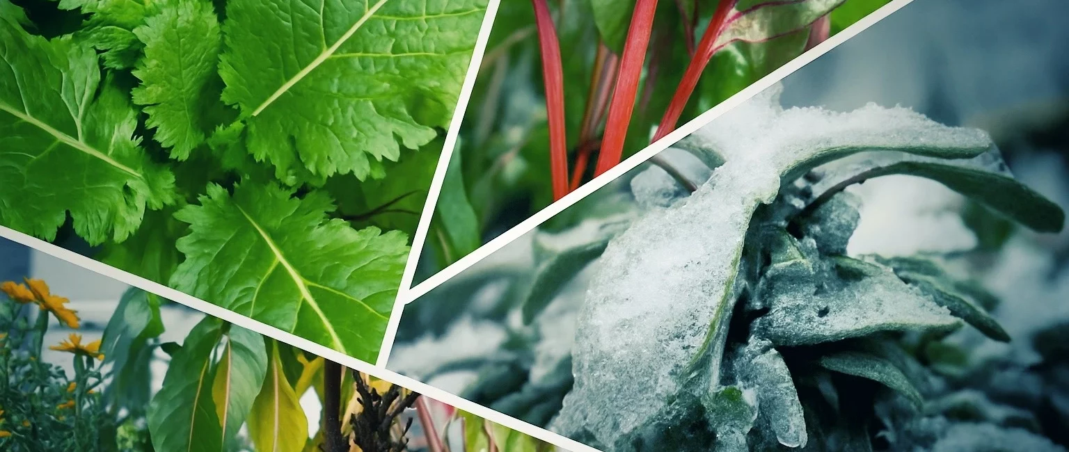 Jahresr&uuml;ckblick