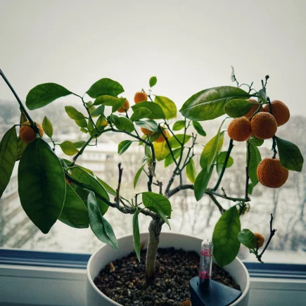 Calamondin im Winterstress