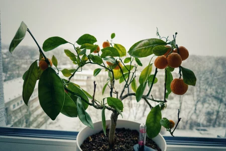 Calamondin im Winterstress