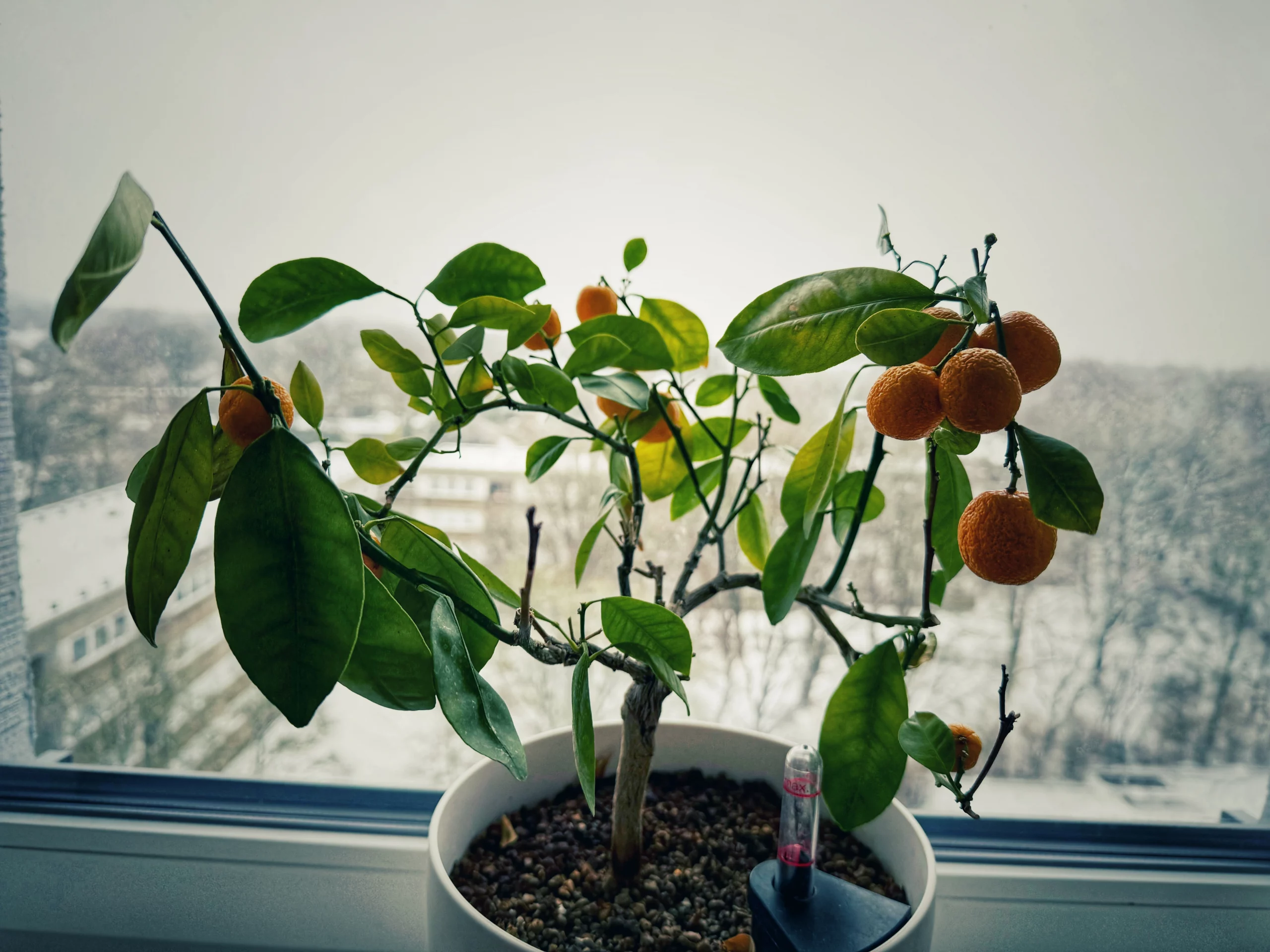 Calamondin im Winterstress