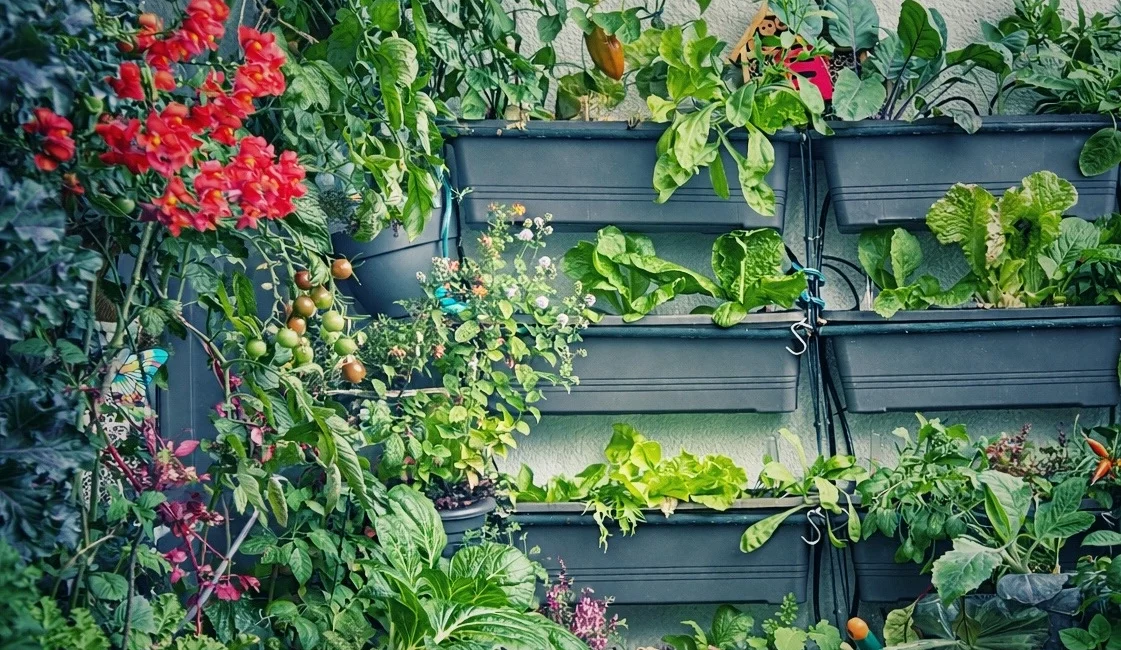 Balkongarten Ernte aufschieben