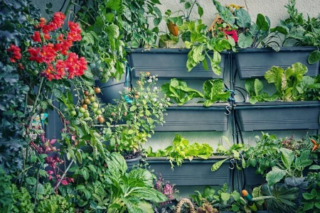 Balkongarten Ernte aufschieben